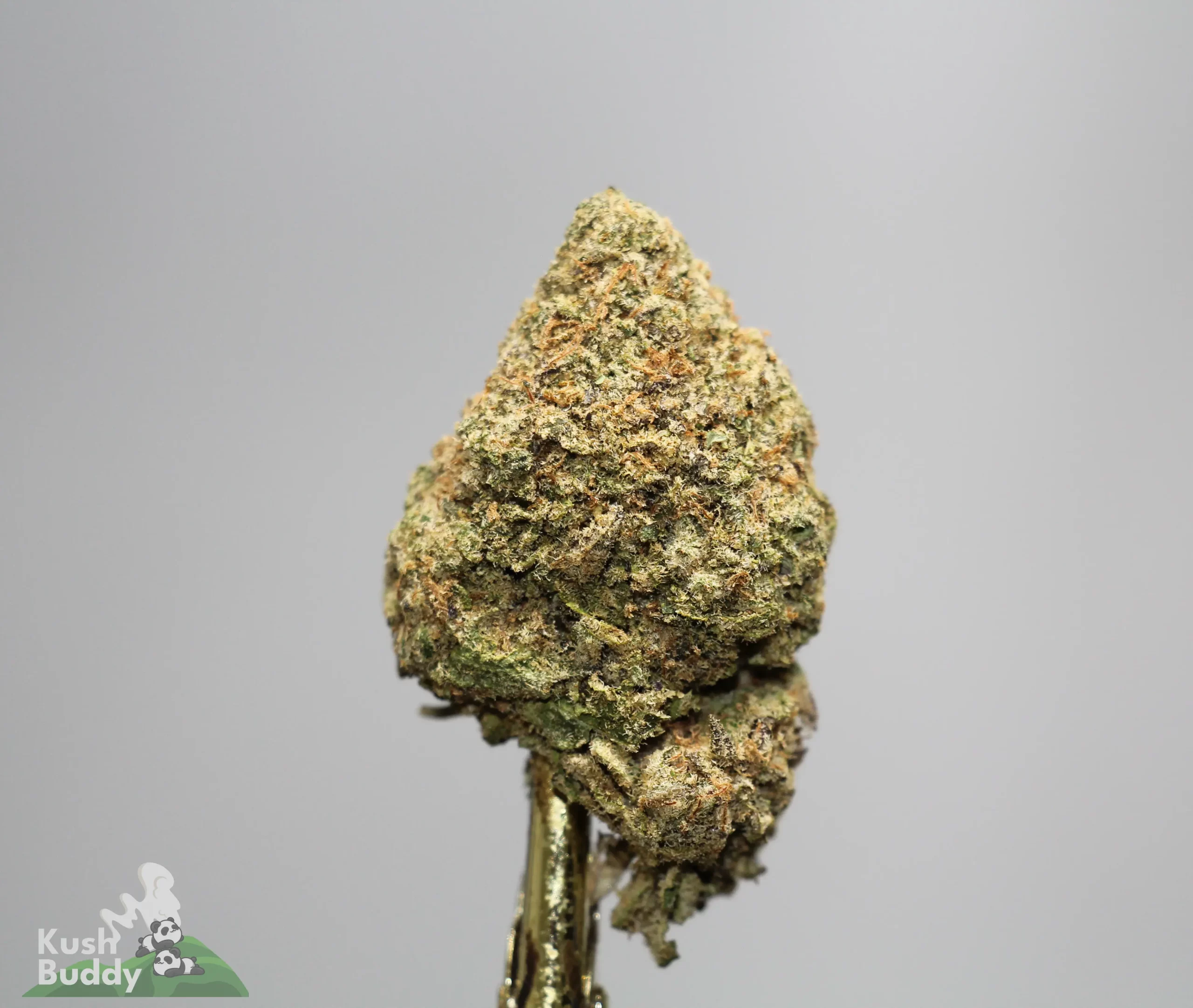 Close-up of a frosty cannabis bud against a gray background, with a Kush Buddy logo in the bottom-left corner.