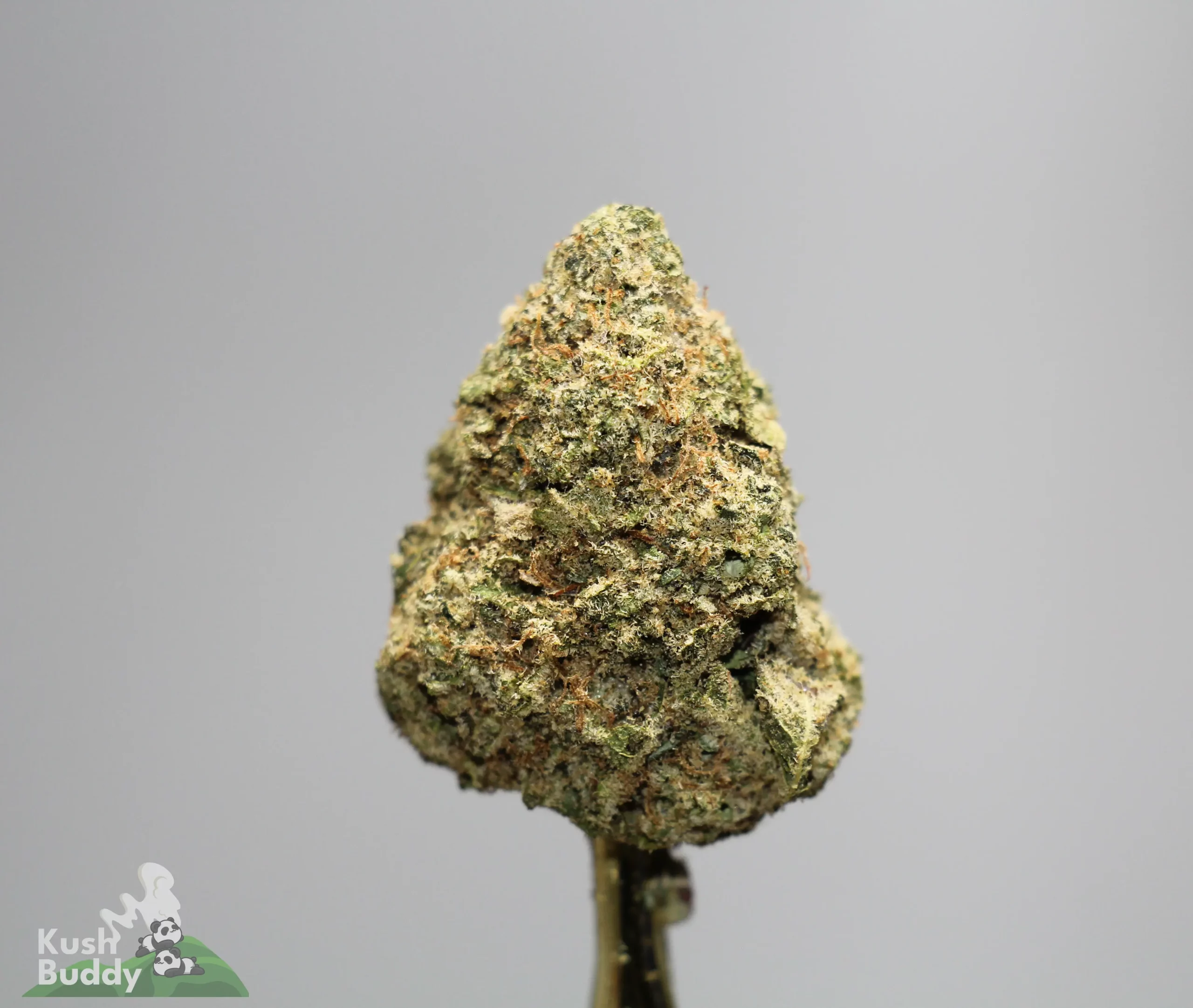 Close-up of a green cannabis bud with frosty trichomes on a stem against a gray background; bottom-left watermark reads 'Kush Buddy'.