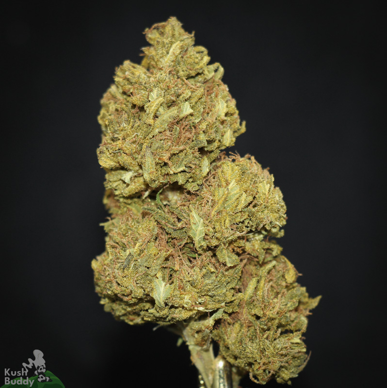 Buy Pink Gorilla Online Bulk Weed Strain Kush Buddy