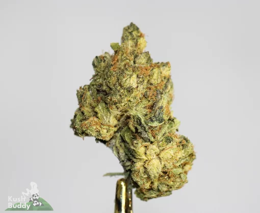 (AAA+) Pink Gorilla (Medium)