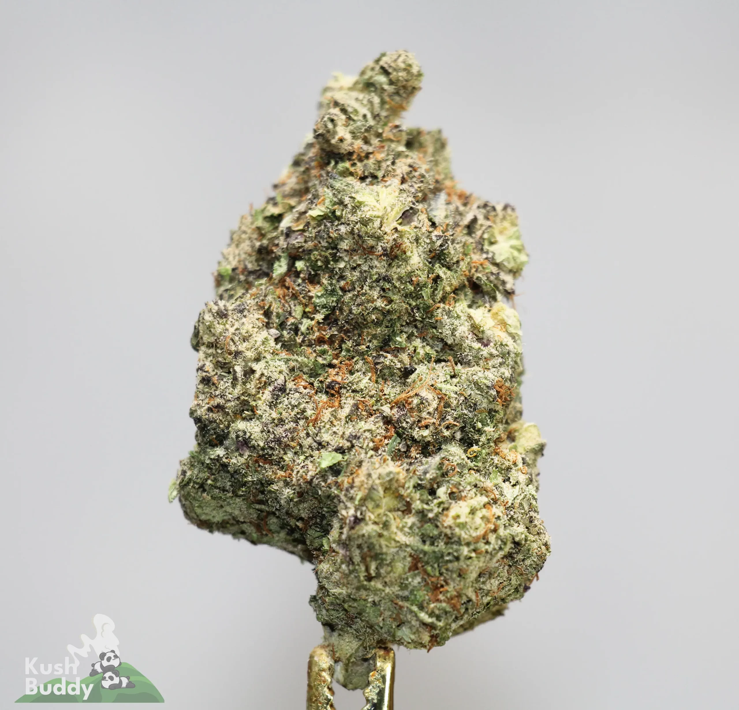 (AAAA) Pink Gorilla
