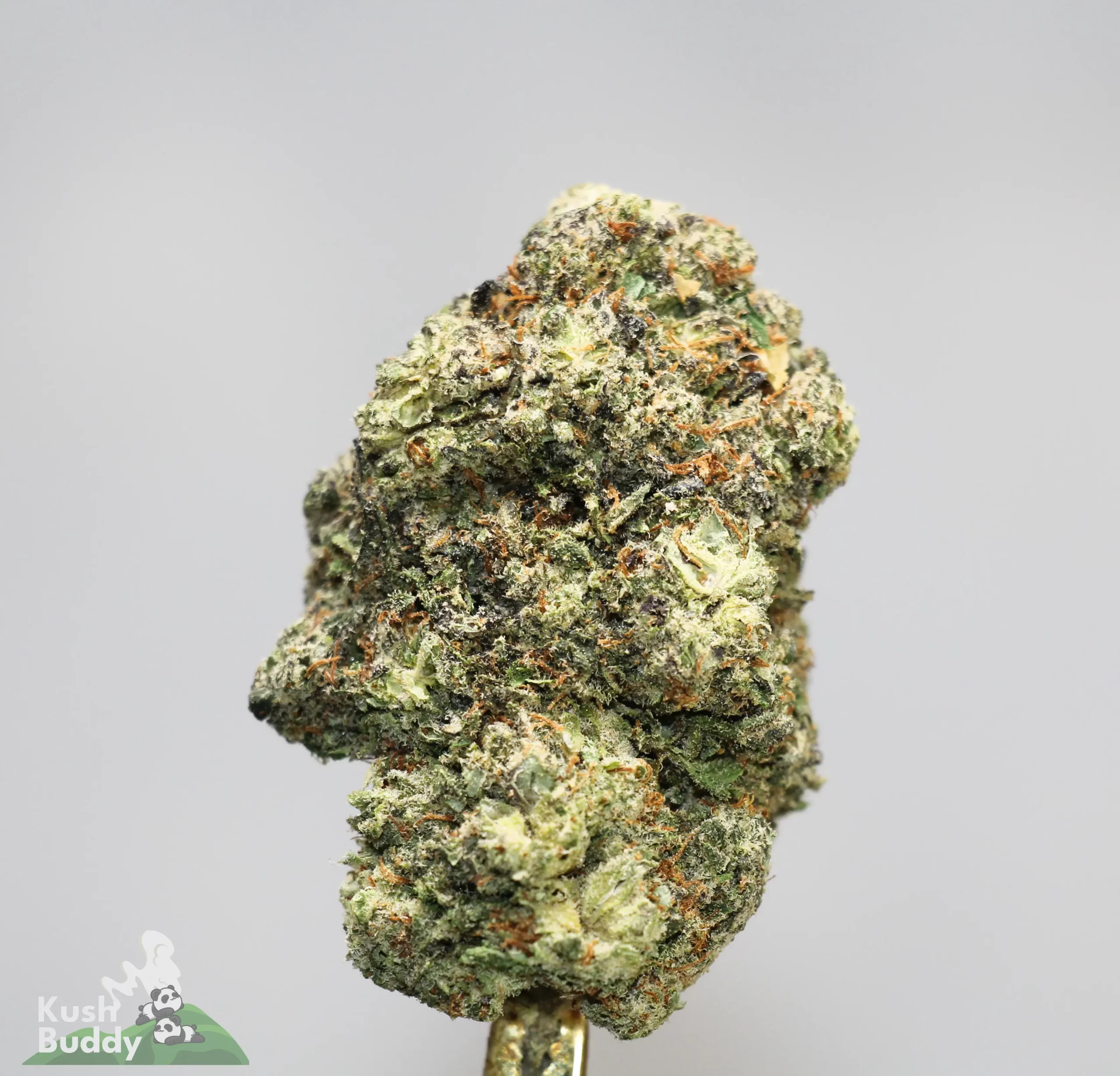 (AAAA) Pink Gorilla - Image 2