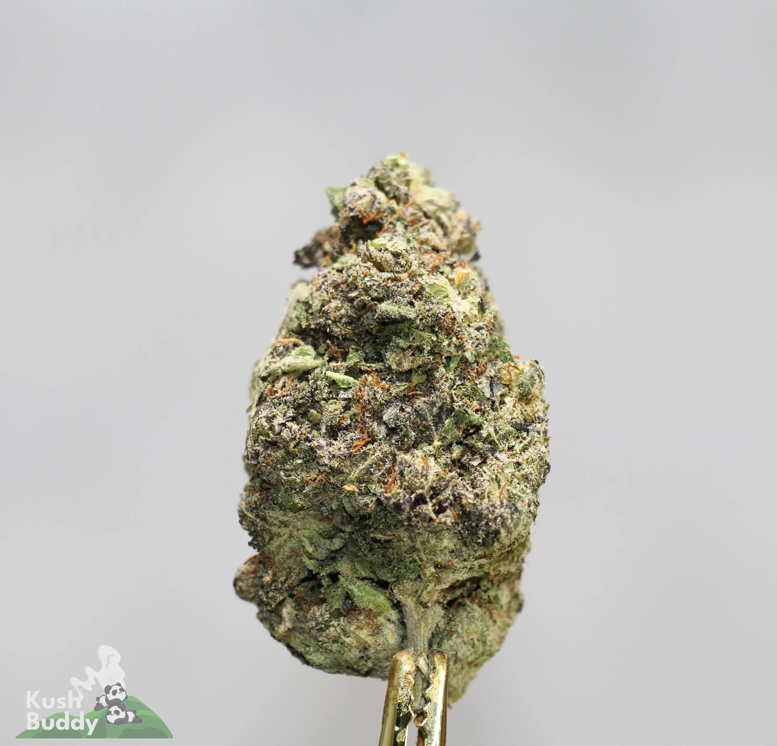 (AAAA) Pink Gorilla - Image 3
