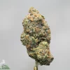 Close-up of a frosty cannabis bud with orange pistils and trichomes against a gray background, on a stem.