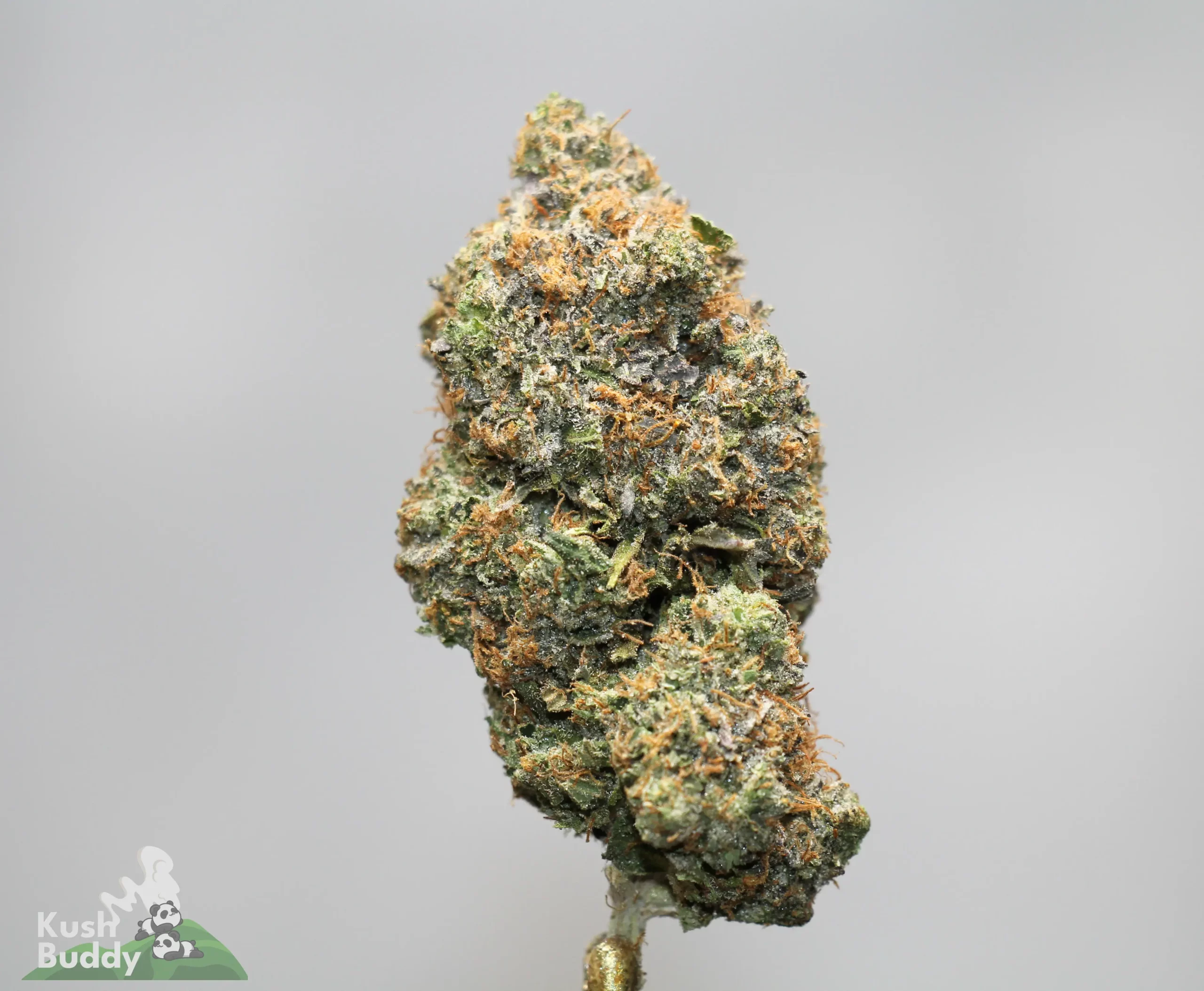 Close-up of a frosty cannabis bud with orange pistils and trichomes against a gray background, on a stem.