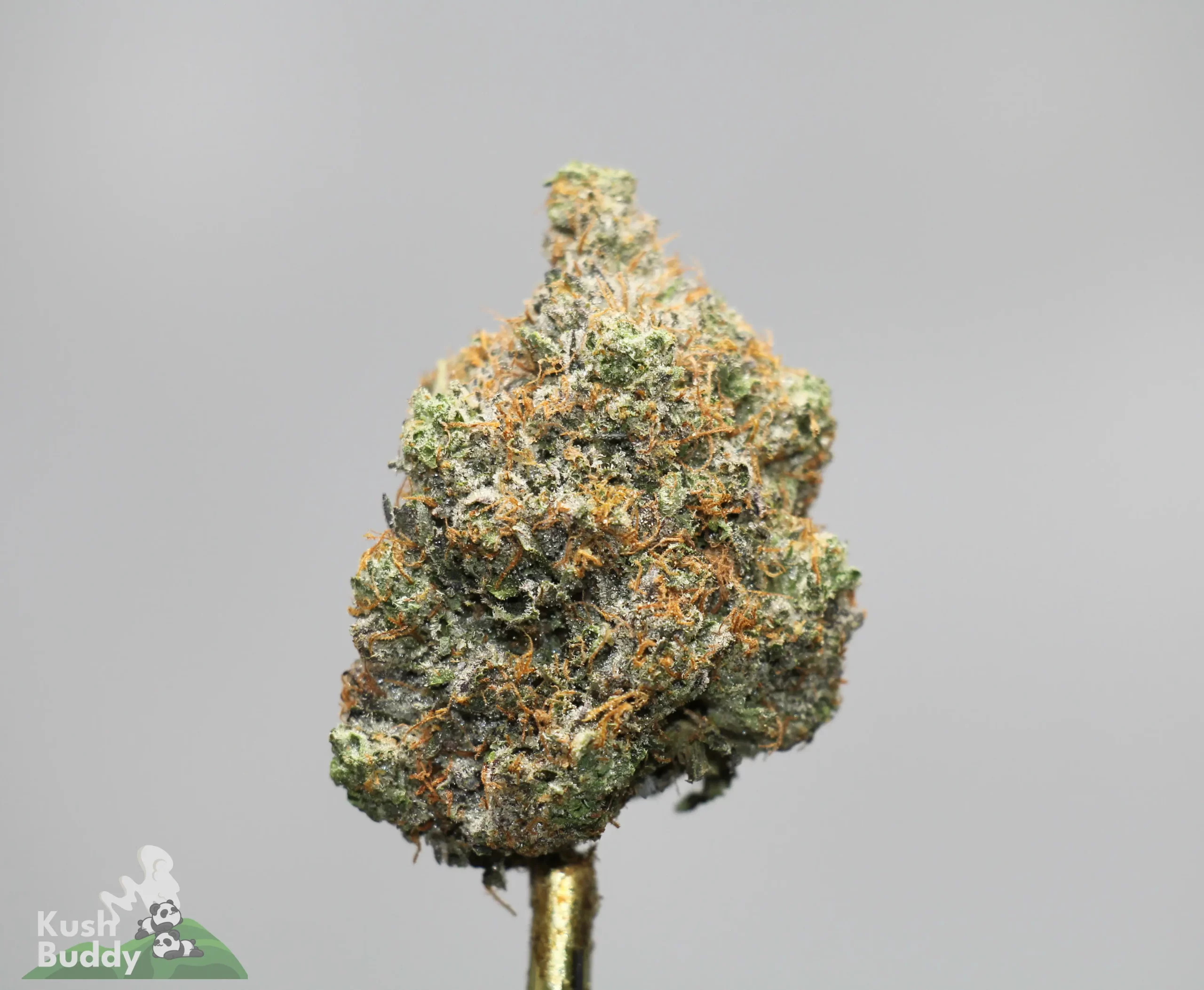 Close-up of a frosty cannabis bud atop a stem, green with orange pistils and visible trichomes; Kush Buddy logo in the bottom-left corner.