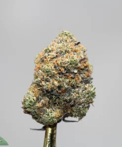 Close-up of a frosty cannabis bud with green, orange hairs, and visible trichomes on a gray background.