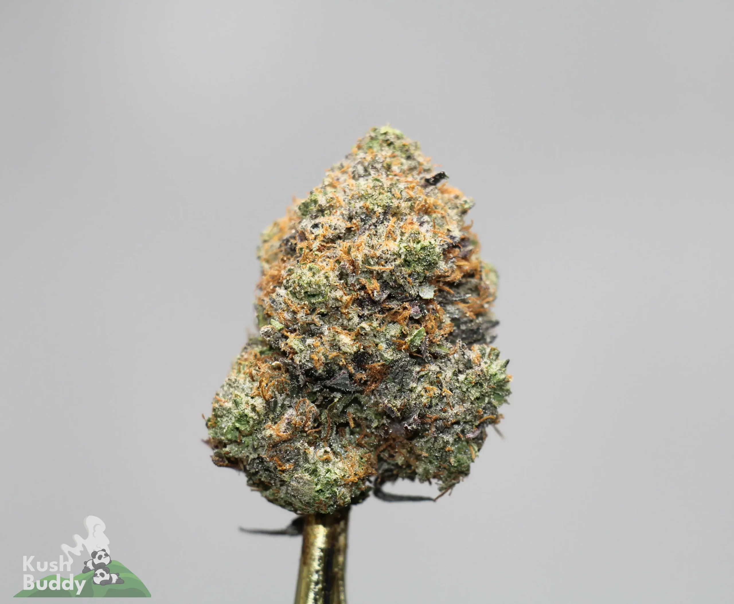 Close-up of a frosty cannabis bud with green, orange hairs, and visible trichomes on a gray background.