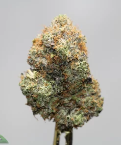 Macro close-up of a cannabis bud with frosty trichomes and orange pistils.