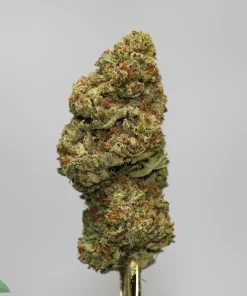 Close-up of a dense cannabis bud on a metal skewer, covered in trichomes, green with orange hairs, against a gray background (Kush Buddy logo bottom-left).