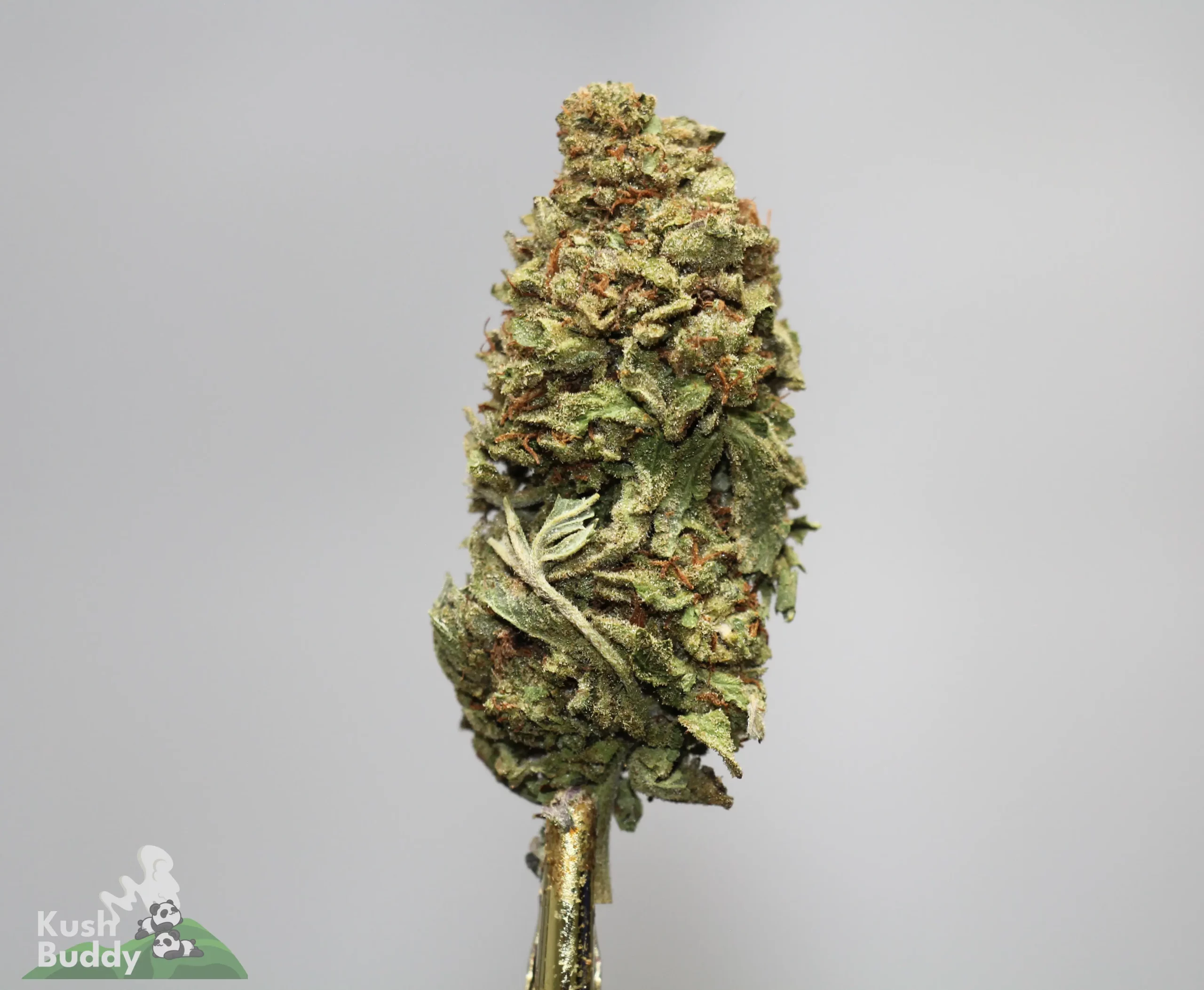 Close-up of a cannabis bud with frosty trichomes and orange hairs against a light gray background.