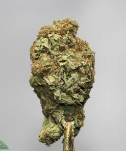 Close-up of a cannabis bud with frosty crystals and orange hairs, mounted on a stem, against a light gray background (watermark reads 'Kush Buddy').