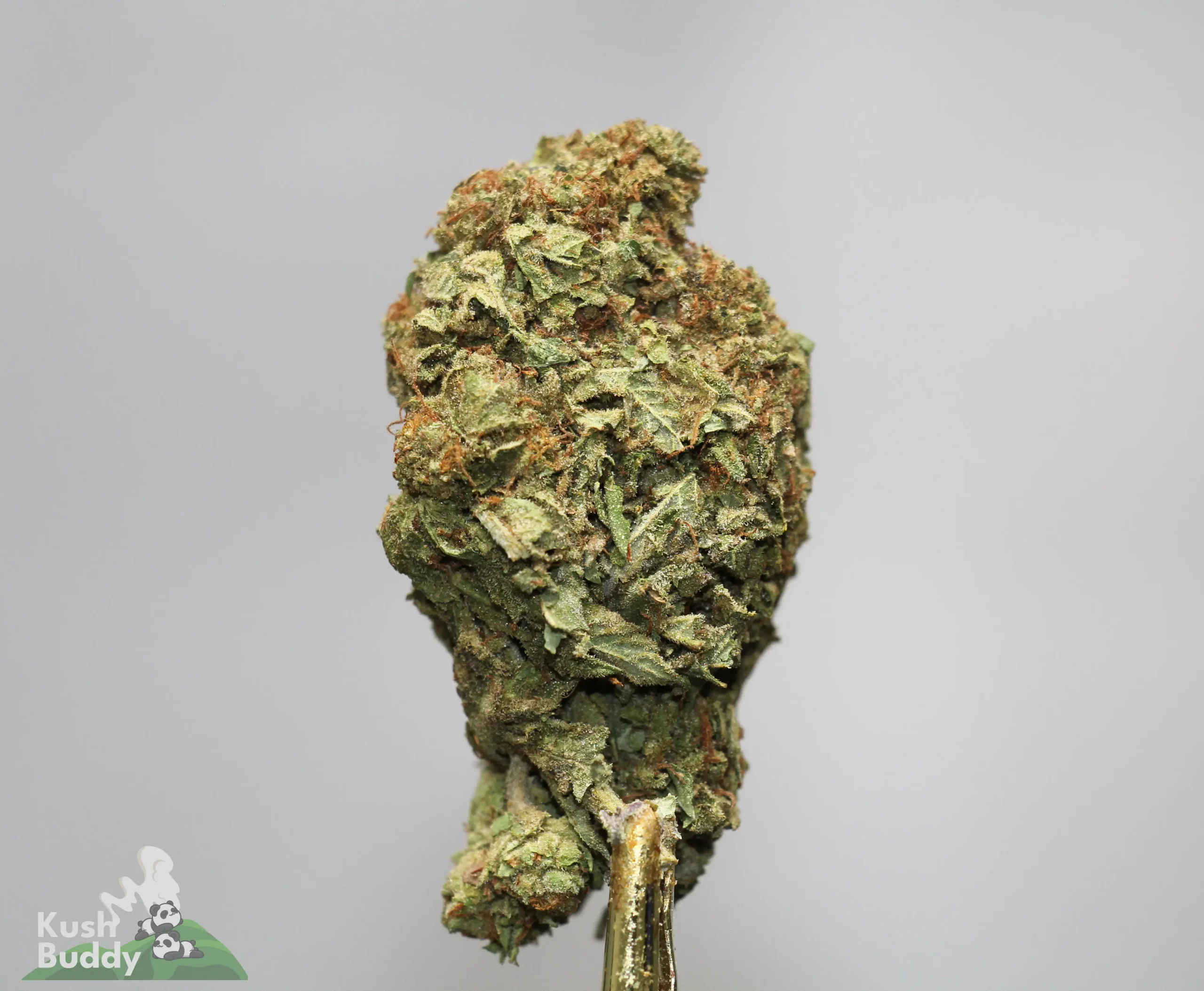 Close-up of a cannabis bud with frosty crystals and orange hairs, mounted on a stem, against a light gray background (watermark reads 'Kush Buddy').