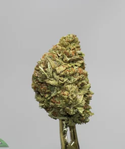 Close-up of a cannabis bud on a wooden stem against a light gray background, with a small green logo reading 'Kush Buddy' in the corner.