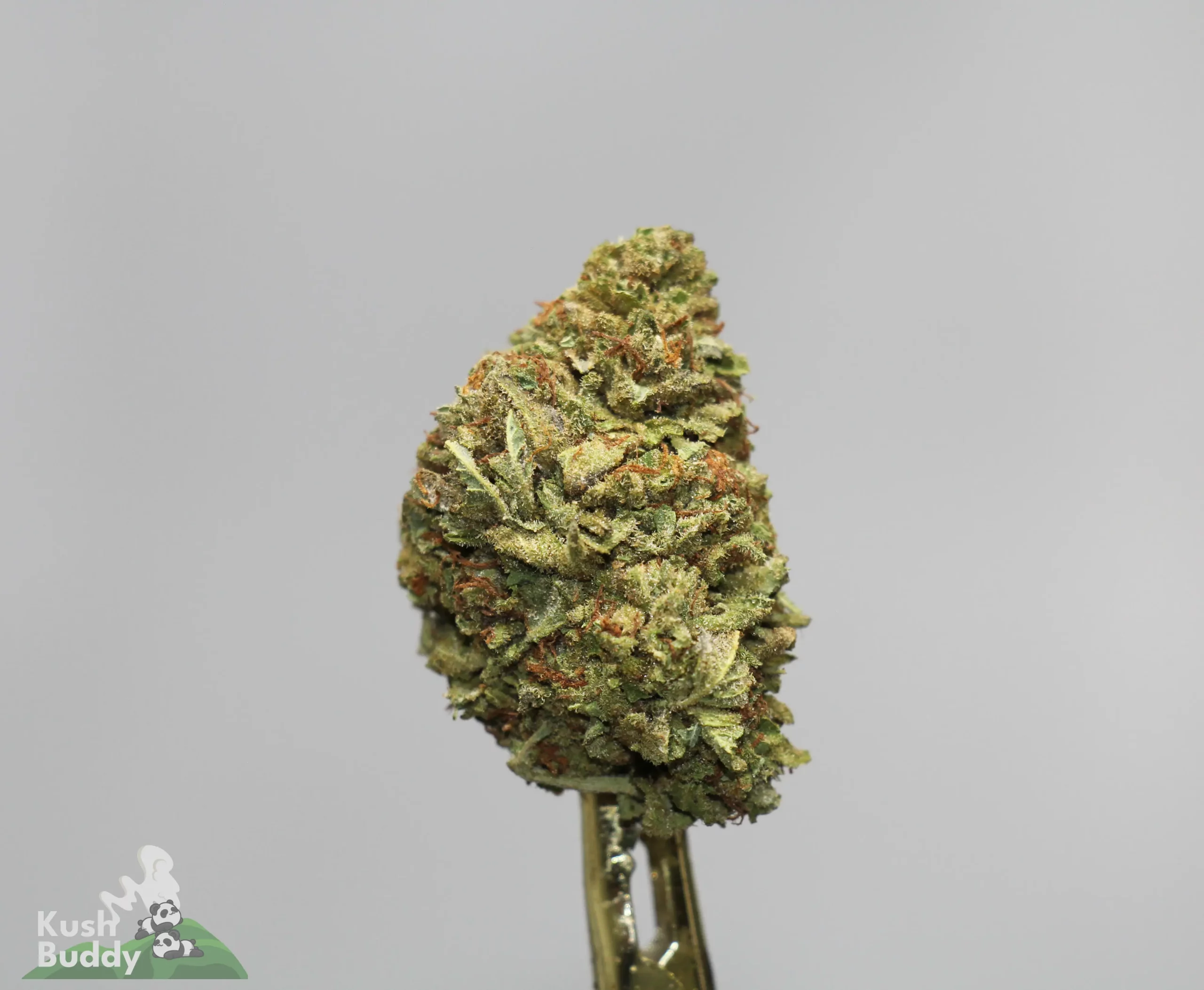Close-up of a cannabis bud on a wooden stem against a light gray background, with a small green logo reading 'Kush Buddy' in the corner.