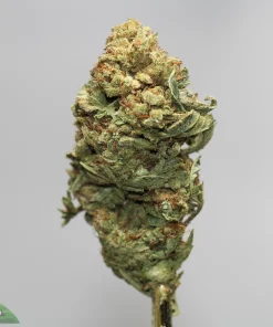 Close-up of a cannabis bud with frosty trichomes and orange pistils on a light gray background.