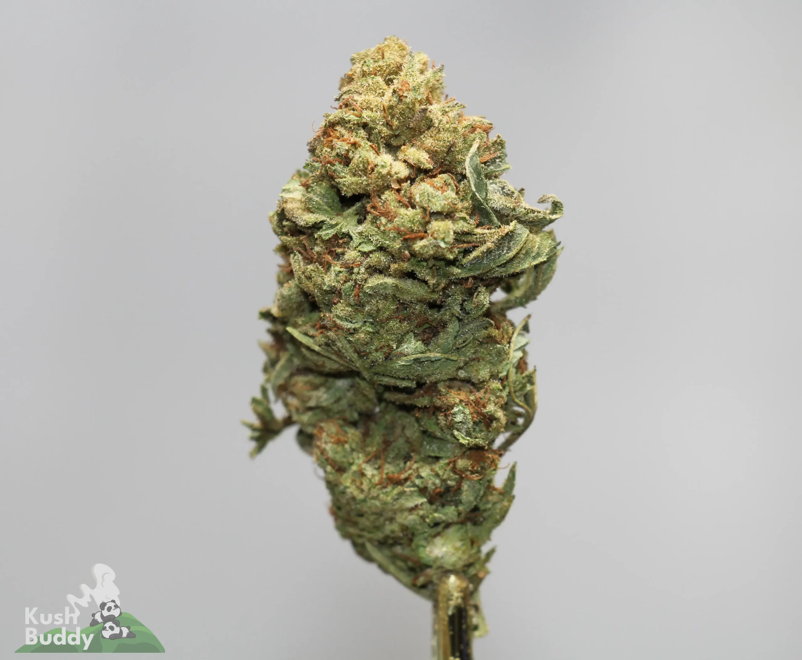 Close-up of a cannabis bud with frosty trichomes and orange pistils on a light gray background.