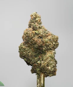 Close-up of a cannabis bud with frosty trichomes and orange hairs against a gray backdrop, mounted on a stem.