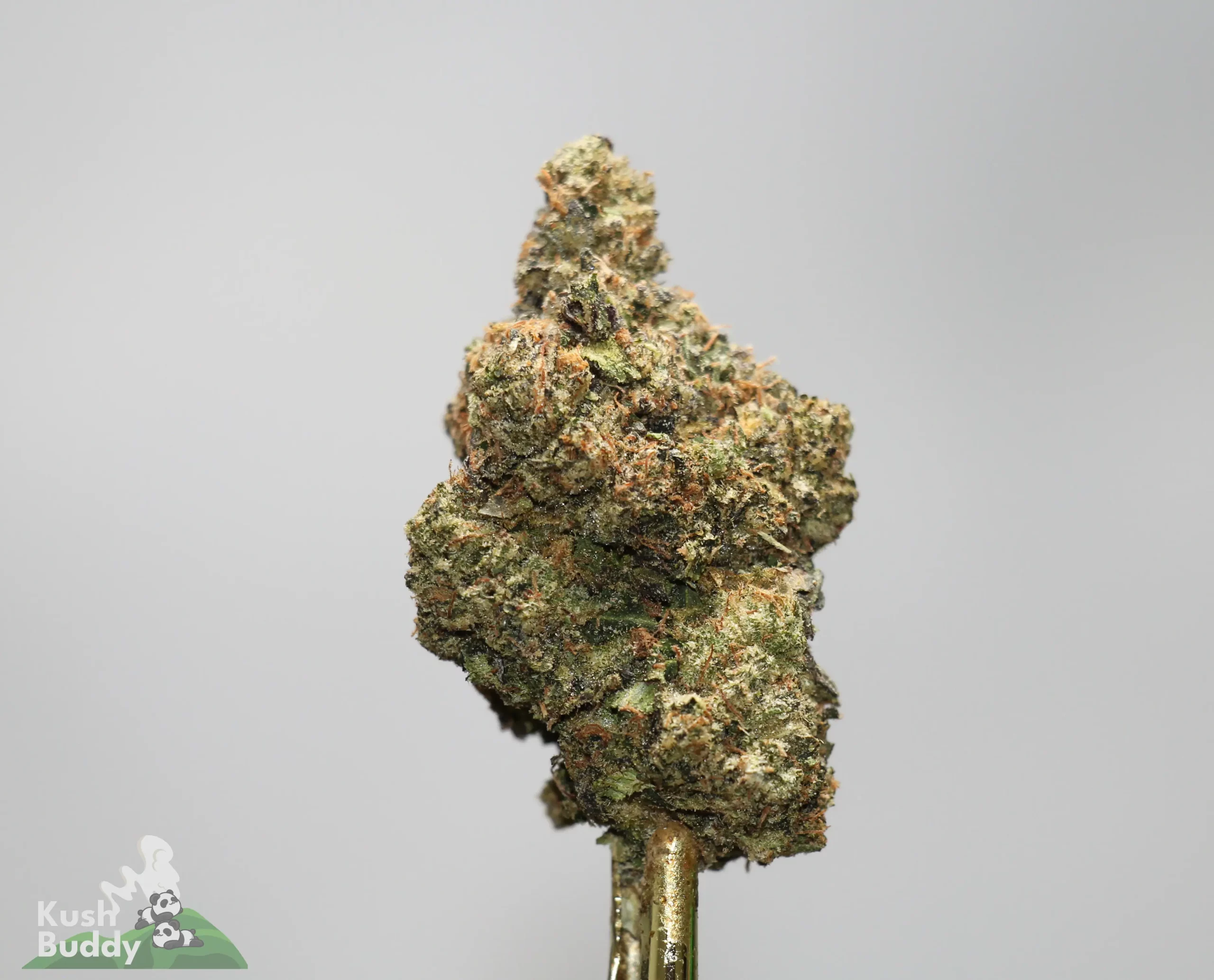 Close-up of a cannabis bud with frosty trichomes and orange hairs against a gray backdrop, mounted on a stem.