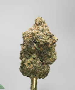 Close-up of a cannabis bud on a stem, coated with frosty trichomes and orange hairs against a gray background.