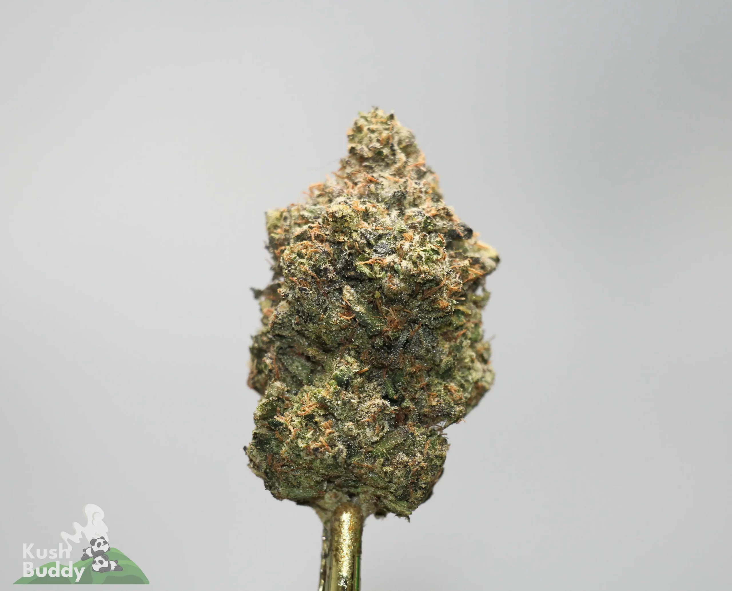 Close-up of a cannabis bud on a stem, coated with frosty trichomes and orange hairs against a gray background.