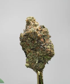 Close-up of a cannabis bud with frosty trichomes and orange hairs against a gray background.
