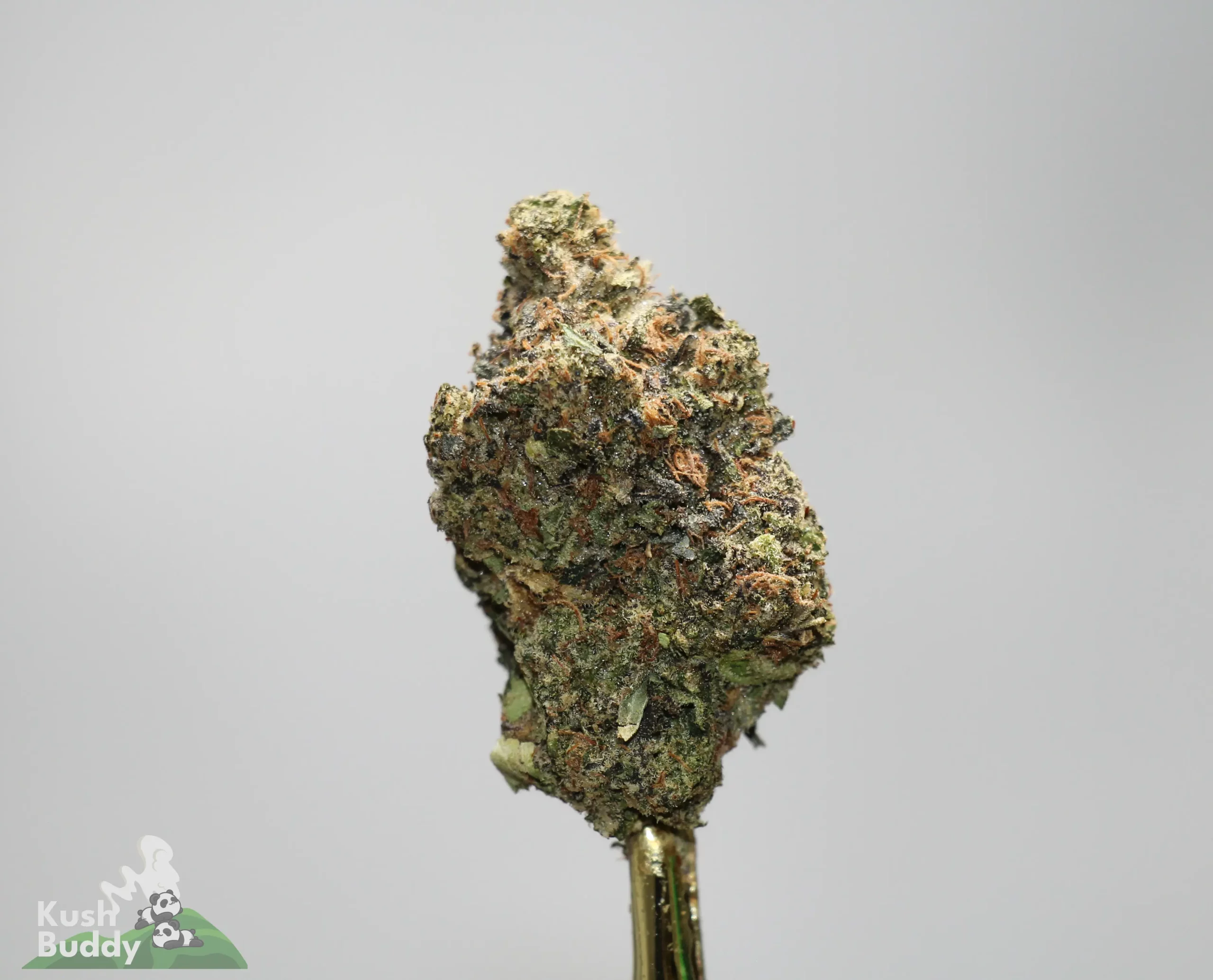 Close-up of a cannabis bud with frosty trichomes and orange hairs against a gray background.