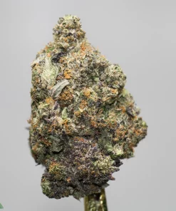 Close-up of a frosty cannabis bud with green, purple hues and orange hairs against a neutral gray background.