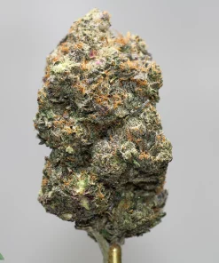 Close-up of a frosty cannabis bud with orange hairs against a light gray background, logo visible in the lower-left corner (Kush Buddy).