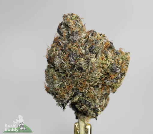 Black Series - Dior Death Bubba (LSO)
