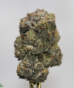 Close-up of a frosty cannabis bud with dense trichomes and orange pistils, mounted on a stem against a neutral background.