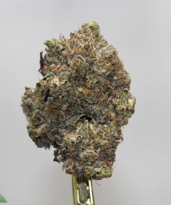 Close-up of a frosty cannabis bud on metal tweezers, showing orange hairs and dense trichomes, with Kush Buddy logo in the corner.