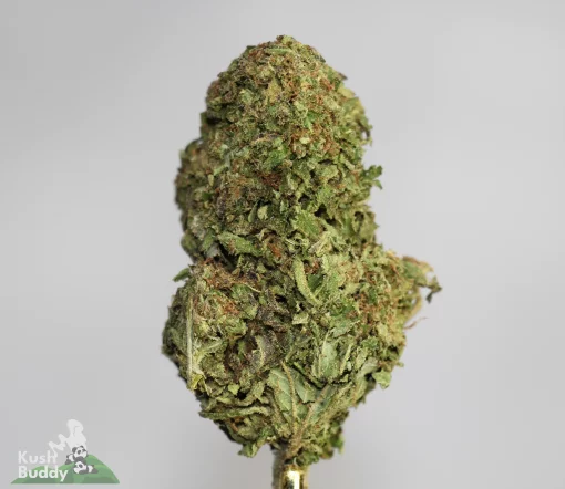 (AAA - Bulk) OG Kush x Donnie Burger