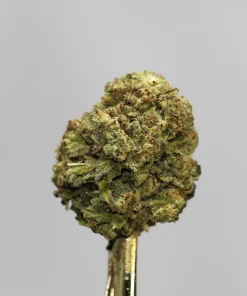 Close-up of a frosty green cannabis bud on a gold stem against a gray background; Kush Buddy logo bottom left.