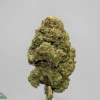 Close-up of a green cannabis bud with orange hairs and frosty trichomes on a metal stem against a plain gray background.