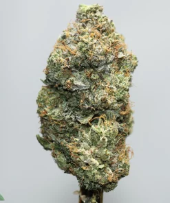 Close-up of a frosty cannabis bud with orange pistils and dense trichomes on a pale background.