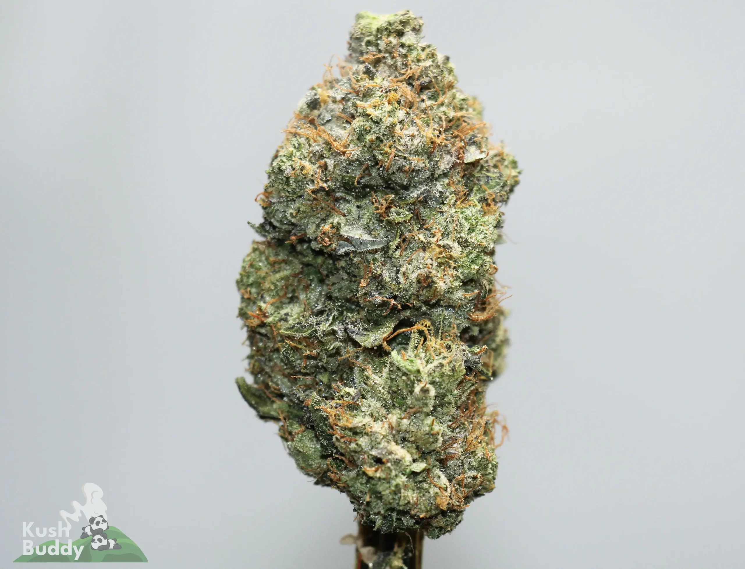 Close-up of a frosty cannabis bud with orange pistils and dense trichomes on a pale background.