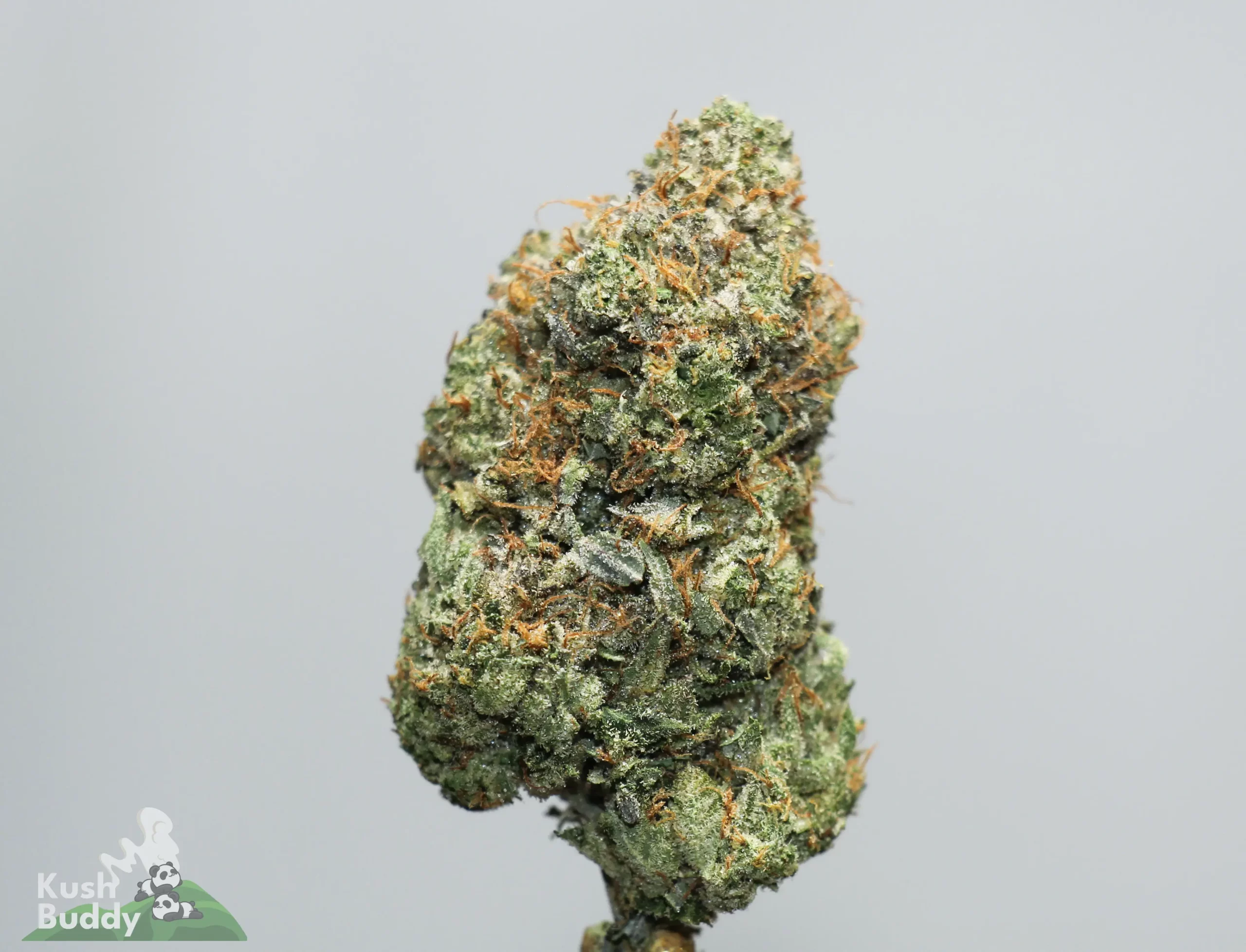 Close-up of a frosty cannabis bud with dense trichomes and orange pistils, logo visible in bottom-left corner.