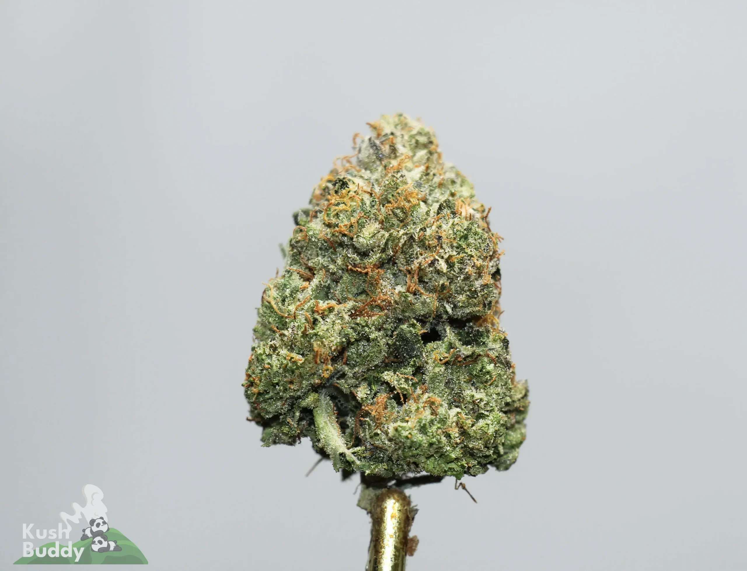 Close-up of a frosty cannabis bud with orange pistils against a pale background, watermark reading 'Kush Buddy' in the corner