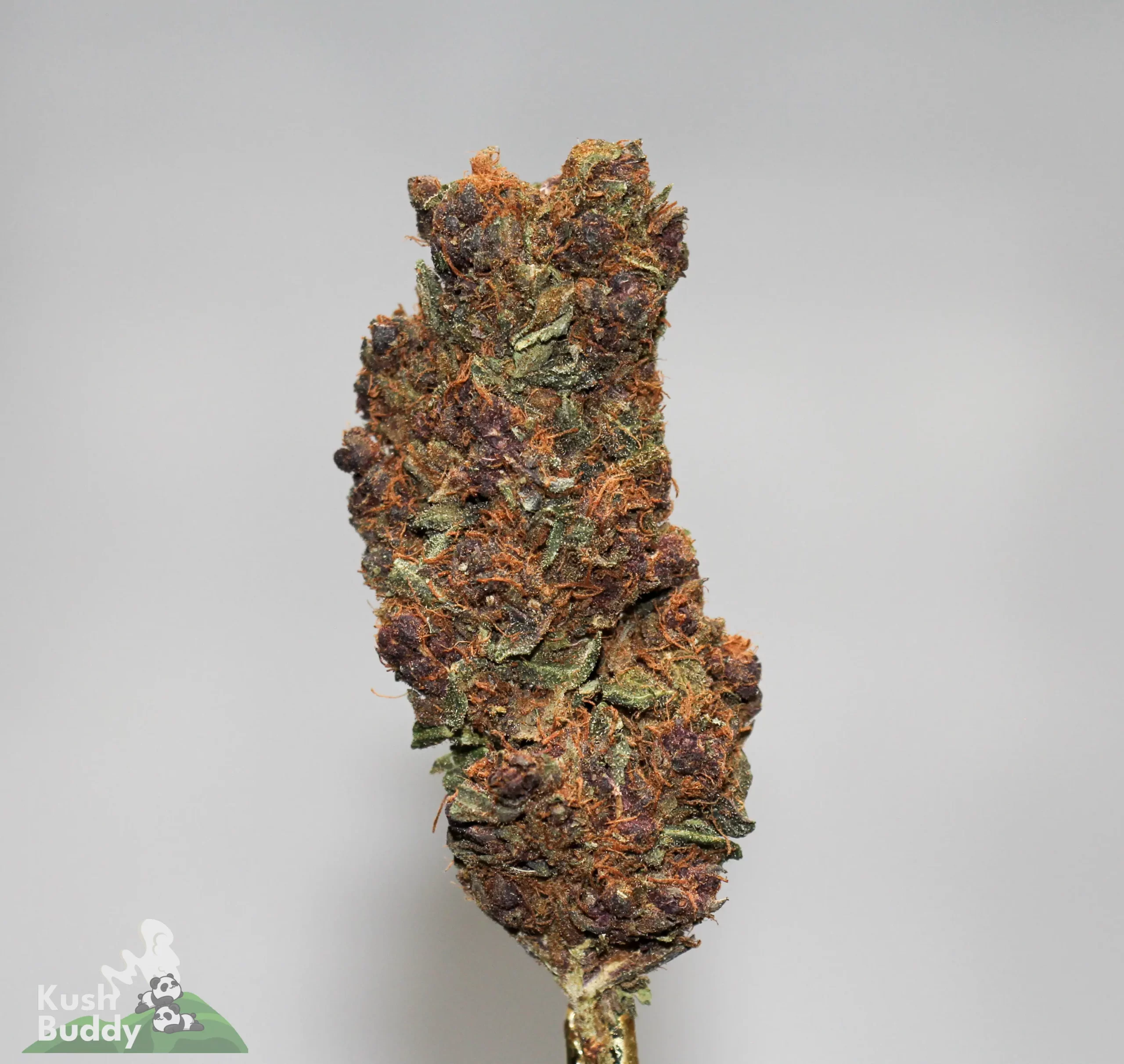 (AAA+) Grape Ape - Image 2