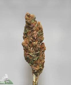(AAA+) Grape Ape