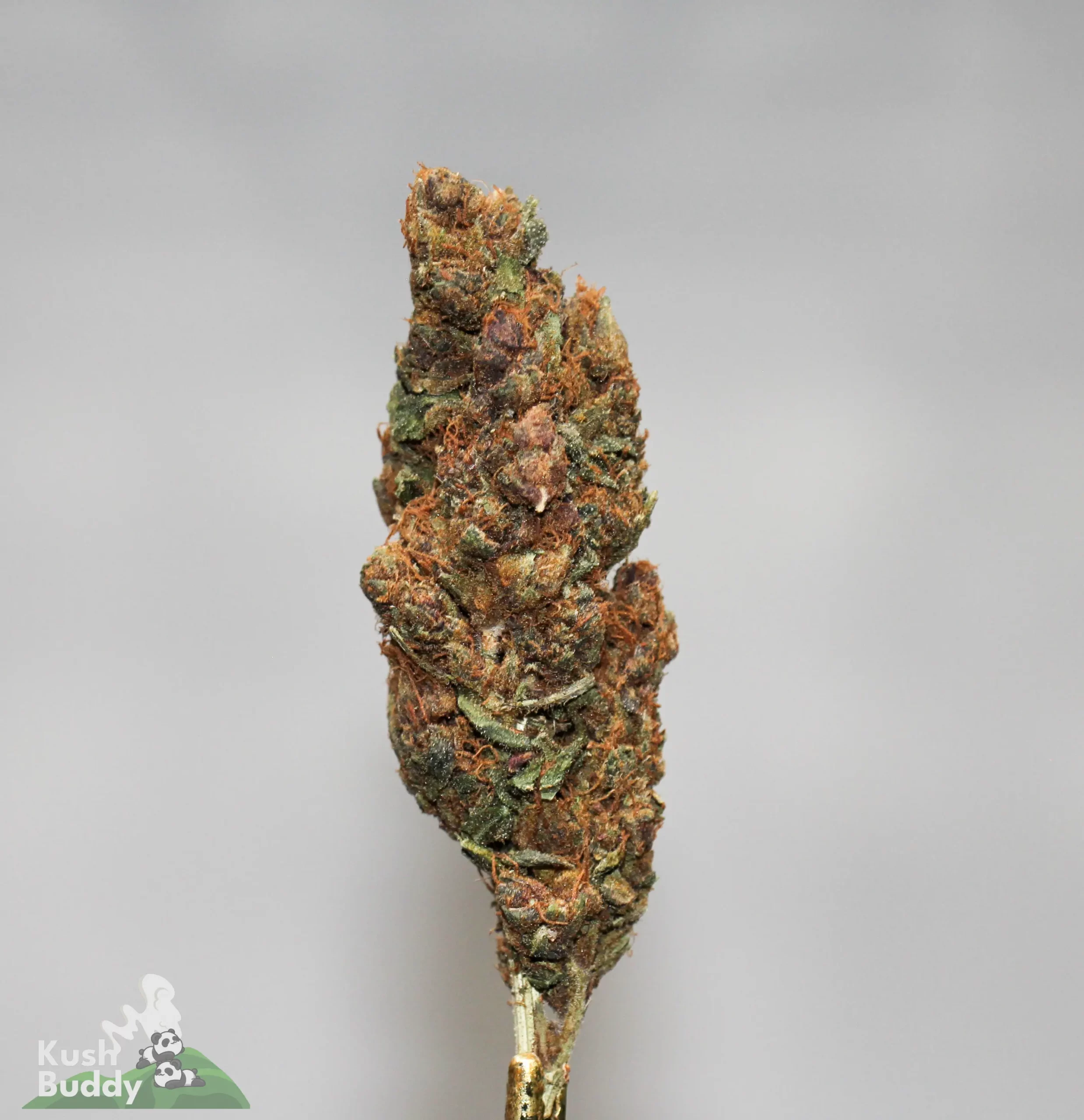 (AAA+) Grape Ape