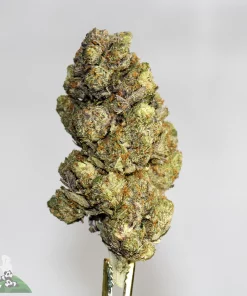 Black Series - Greasy Pink - Image 2