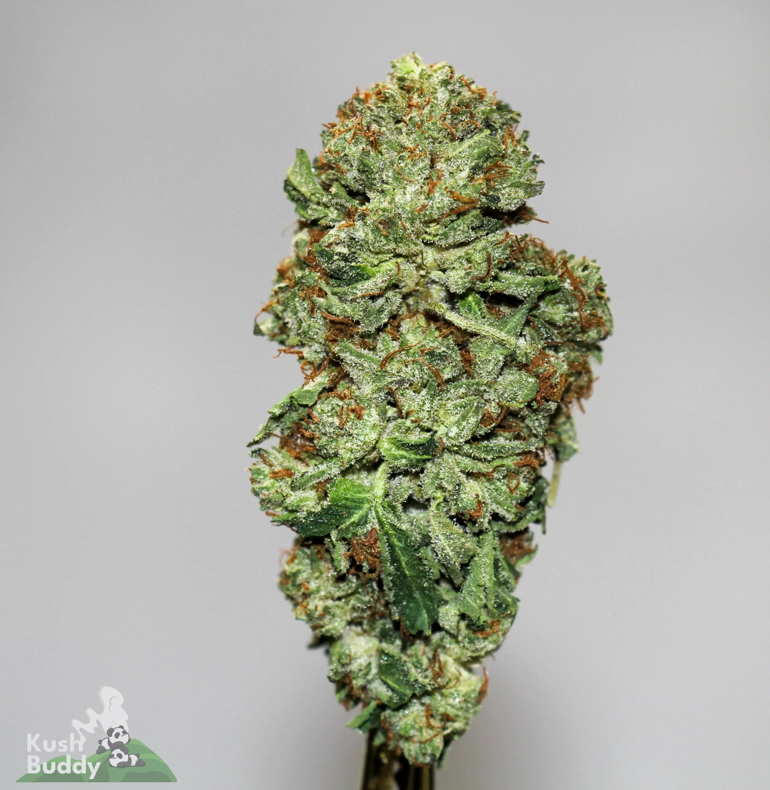 Black Series - Bulk - Greasy Pink