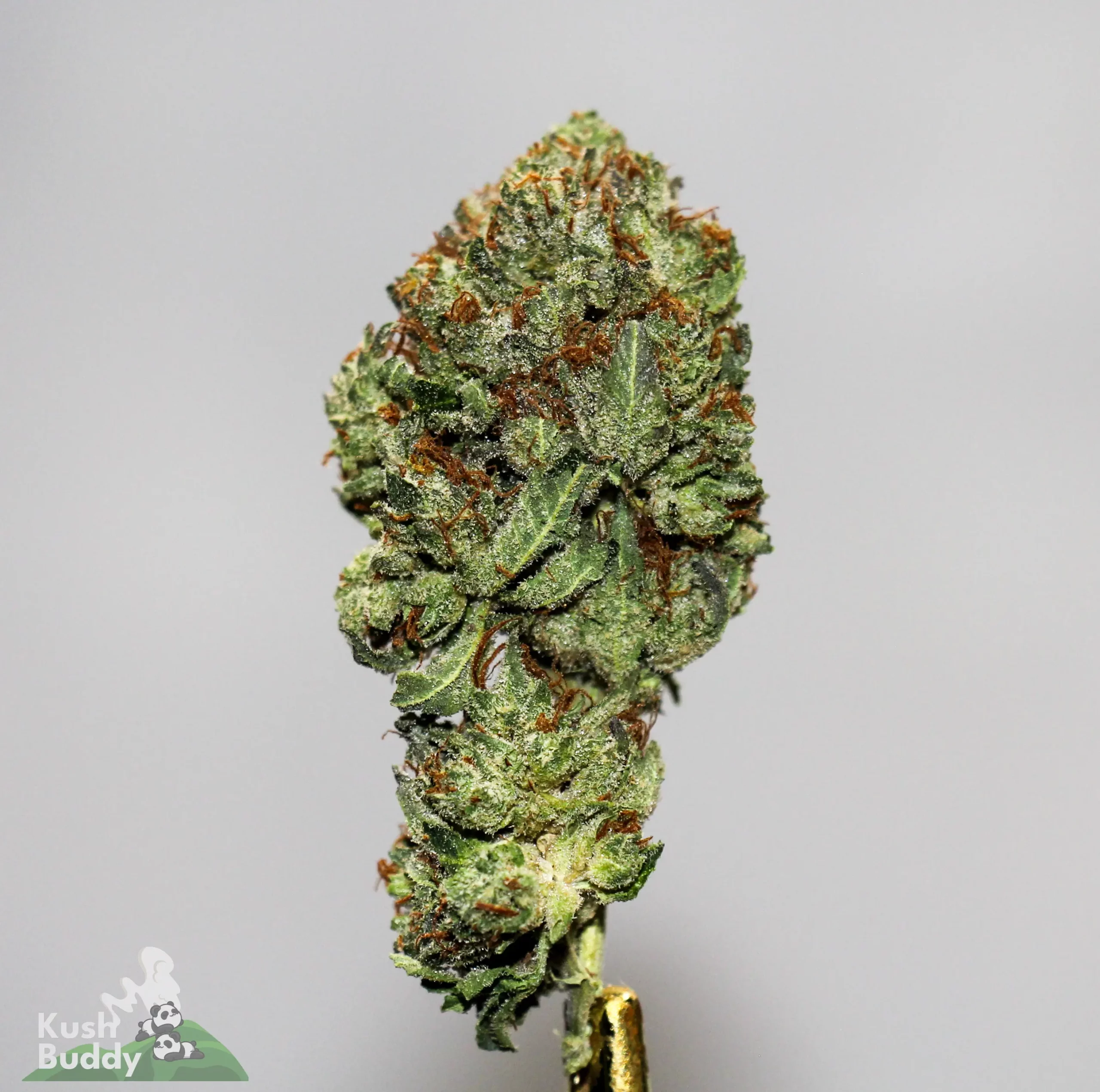 Black Series - Bulk - Greasy Pink - Image 2