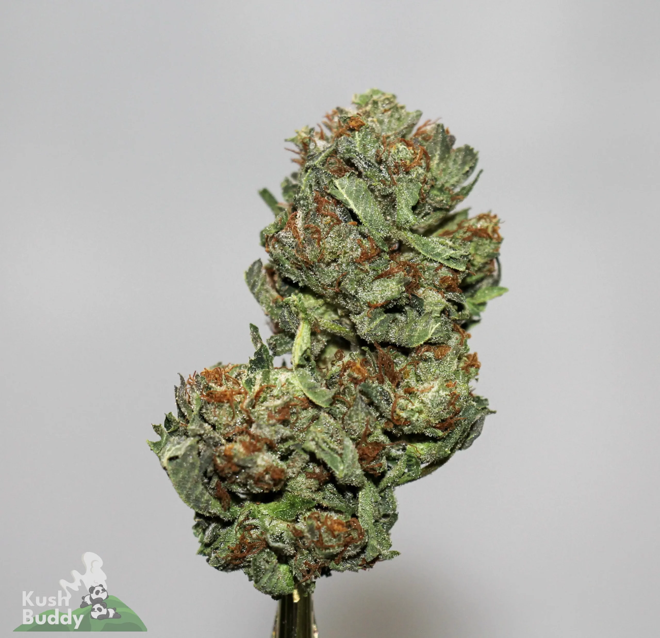 Black Series - Bulk - Greasy Pink - Image 3