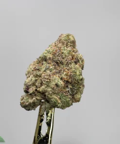 Close-up of a frosty cannabis bud on a stem against a gray background, showing green, purple, and orange hues with trichomes visible.