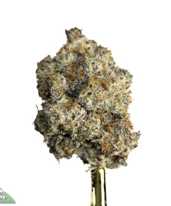 Black Series - Miracle Alien Cookies #1 (MAC#1)