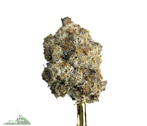 Black Series - Miracle Alien Cookies #1 (MAC#1)