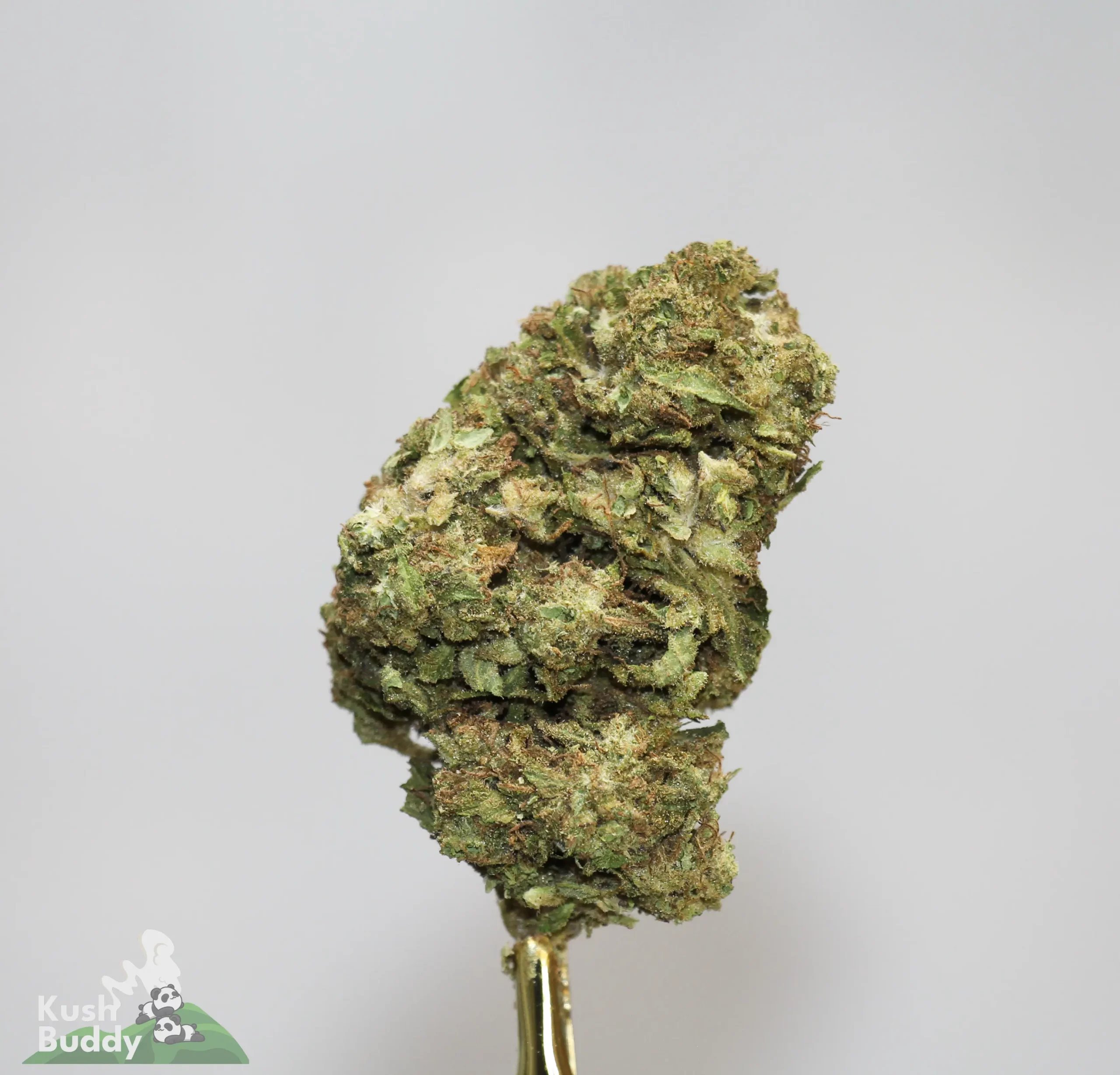 (AAA+) Super Lemon Haze - Image 2